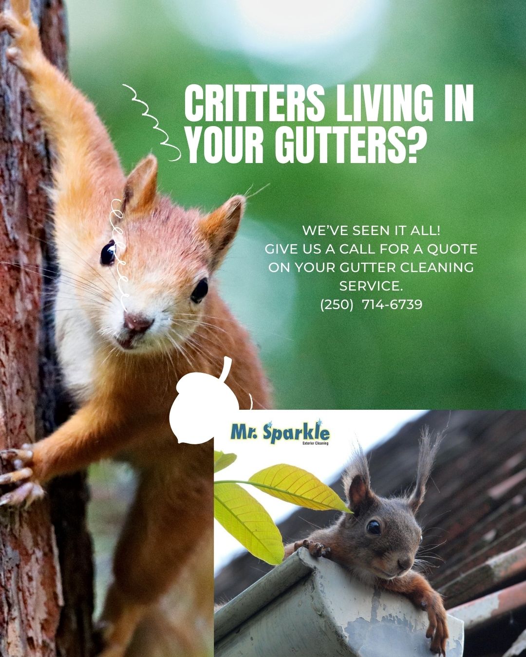 Do you have critters living in your gutters?